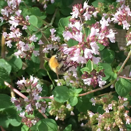 't Keetje Apartmán Groesbeek