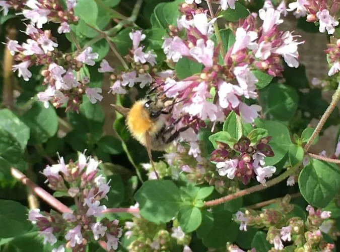 't Keetje Appartement Groesbeek